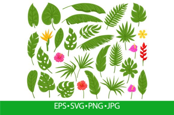 Download Cartoon Tropical Palm, Monstera, Plumeri - Monstera Collection