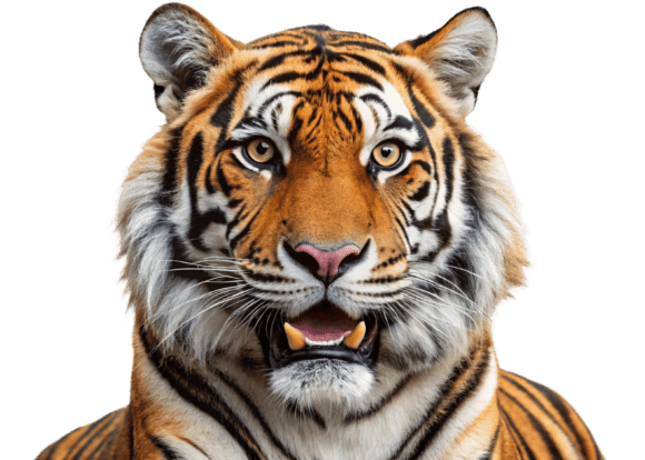 Download Funny Lion Png Sticker Designs for Kids - Lion Collection