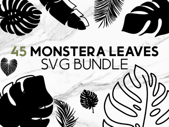 Download Monstera Leaves SVG Graphics - Monstera Collection