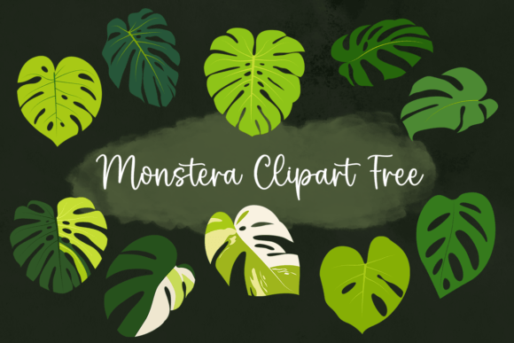 Download Monstera Clipart Free - Monstera Collection